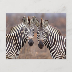 Cartão Postal Zebras-comuns, Parque Nacional Kruger