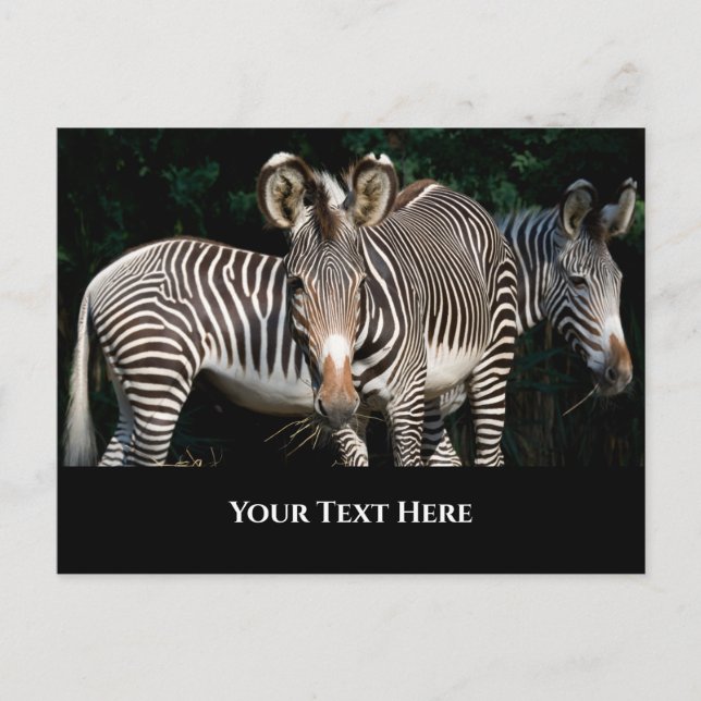 Cartão Postal Zebras de Grevy (Frente)