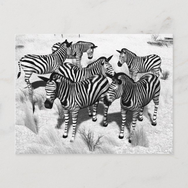 Cartão Postal Zebras em preto e branco (Frente)