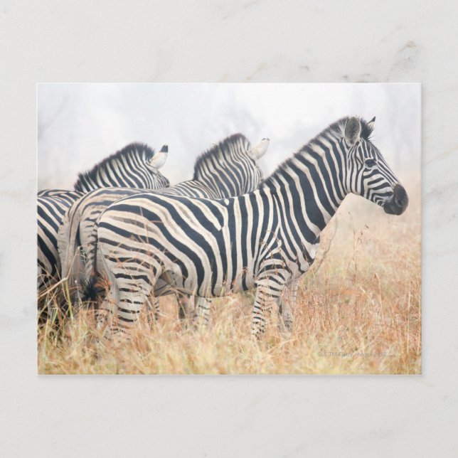 Cartão Postal Zebras na poeira matinal, Kruger National 2 (Frente)