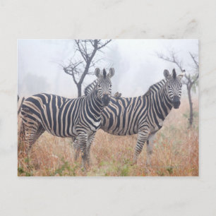 Cartão Postal Zebras na poeira matinal, Nacional Kruger