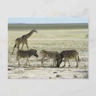 Cartão Postal zebras no parque nacional de etosha namibia áfric