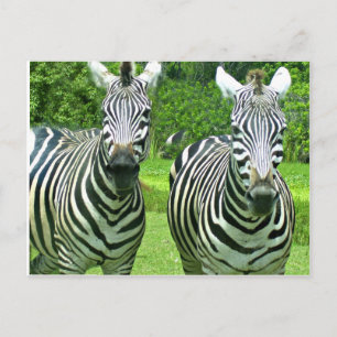 Cartão Postal Zebras no Prado Cumprimentando