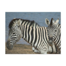 Zebras olhando a câmera no Safari