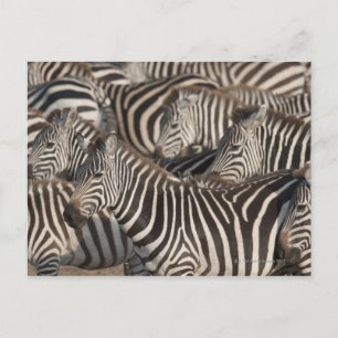 Cartão Postal Zebras, Quênia, África