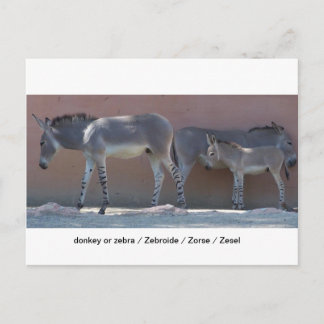 Cartão Postal Zebroide