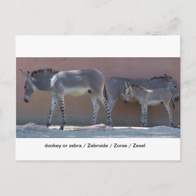 Cartão Postal Zebroide (Frente)