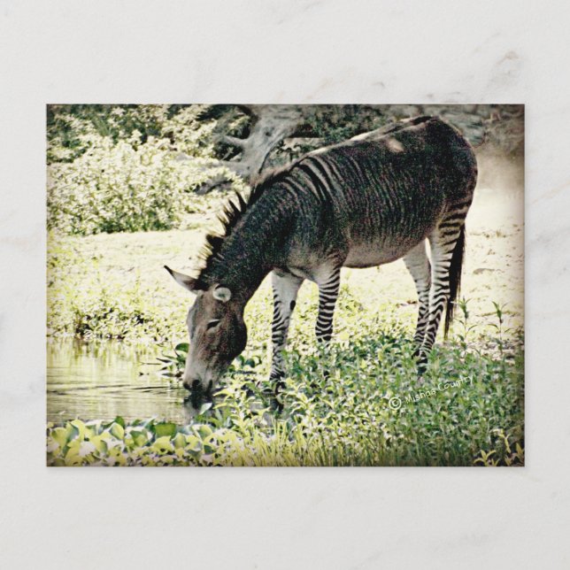 Cartão Postal Zedonk (Frente)