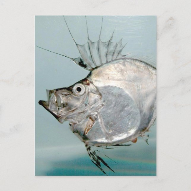 Cartão Postal Zeidae (Frente)