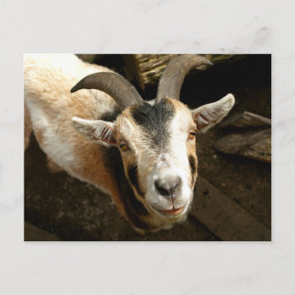Cartão Postal Ziege