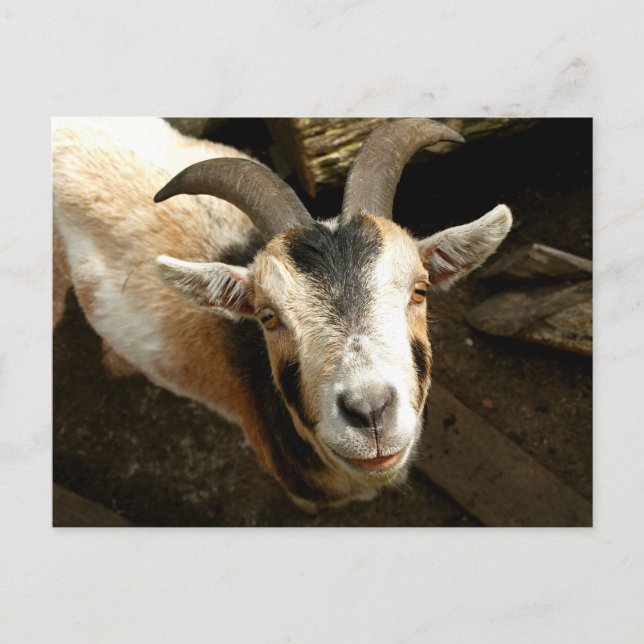 Cartão Postal Ziege (Frente)