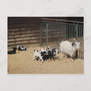Cartão Postal Ziegenfamilie