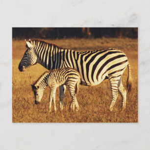 Cartão Postal Zimbábue, Parque Nacional Hwange, Linkwasha