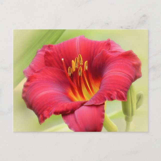 Cartão Postal Zinger Daylily (Frente)