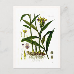 Cartão Postal Zingiber officinalis (ginger)