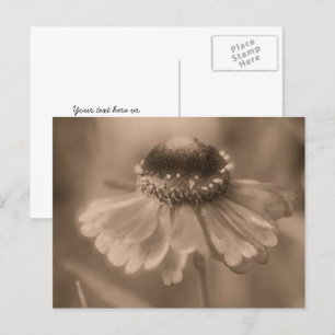 Cartão Postal Zínia Flor Personalizada Sépia Vintage