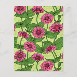 Cartão Postal Zínias Rosa em verde claro