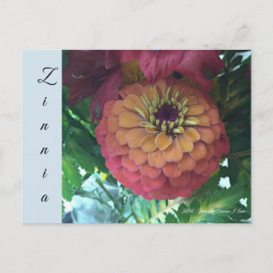 Cartão postal - Zinnia