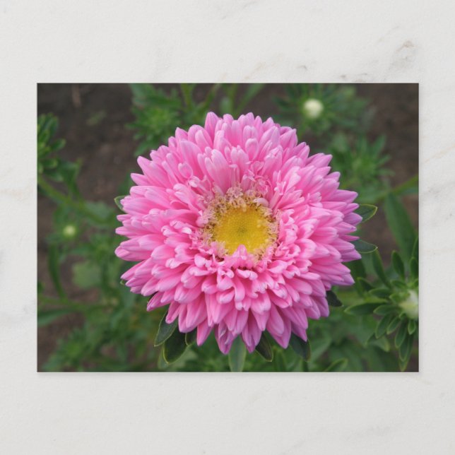 Cartão Postal Zinnia Rosa (Frente)
