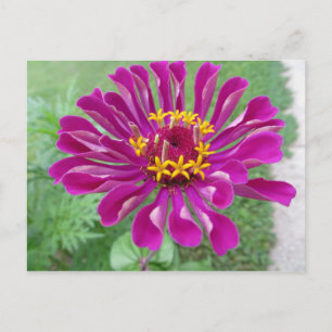 Cartão Postal Zinnia Rosa