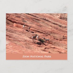 Cartão postal Zion Bighorn Sheep