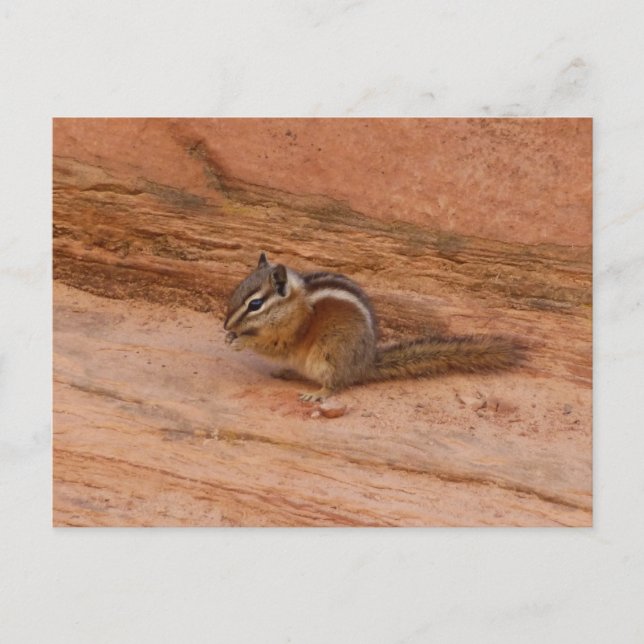 Cartão Postal Zion Chipmunk em Rochas Vermelhas (Frente)