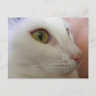 Cartão Postal Zoe está pensando.