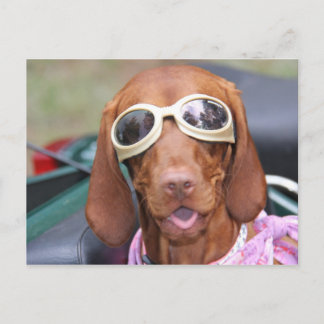 Cartão Postal Zoe Pronto para Andar