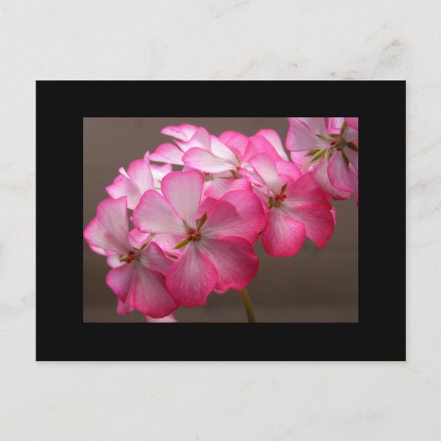 Cartão Postal Zonale geranium 'Cattolica' (Frente)