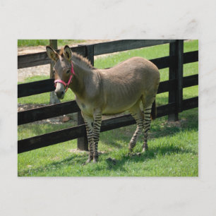 Cartão Postal Zonkey nomeado para Donkey e Zebra mix