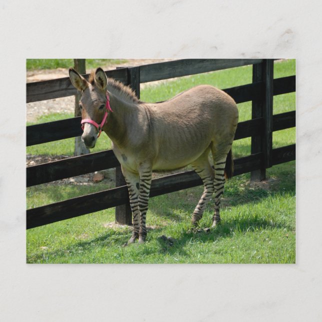 Cartão Postal Zonkey nomeado para Donkey e Zebra mix (Frente)