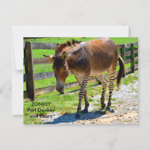 Cartão Postal Zonkey part donkey e zebra