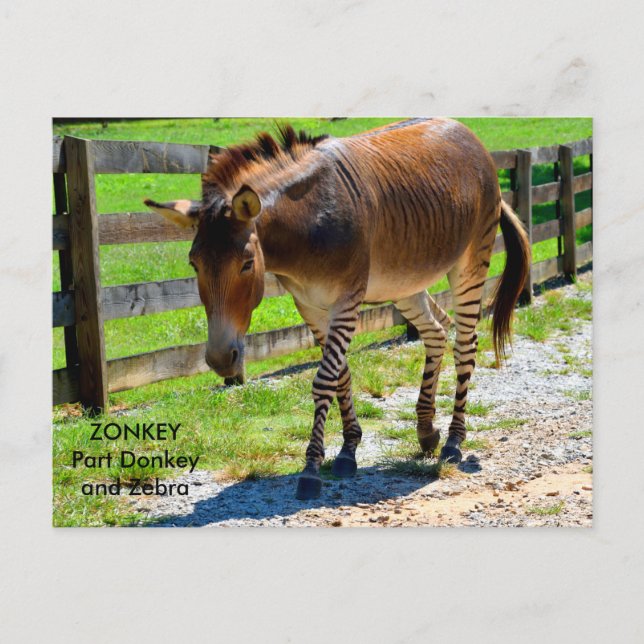 Cartão Postal Zonkey part donkey e zebra (Frente)