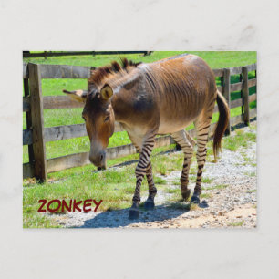 Cartão Postal Zonkey part Zebra e Donkey