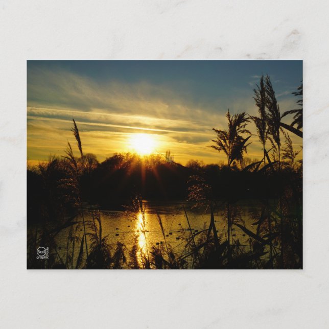 Cartão Postal Zonsondergang bij een meertje met rietpluimen. (Frente)