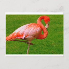 Cartão Postal Zoo
