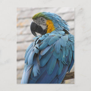 Cartão Postal Zoo Audubon