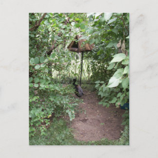 Cartão Postal Zoo Bird House