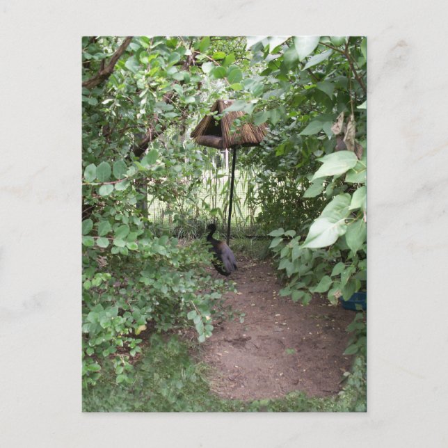 Cartão Postal Zoo Bird House (Frente)