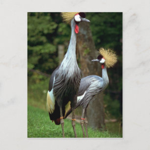 Cartão Postal Zoo de São Francisco