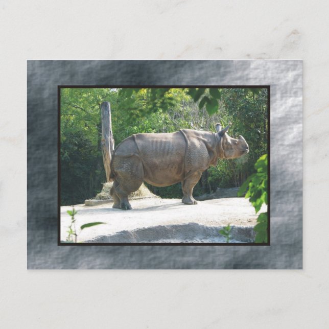 Cartão Postal zoo rino (Frente)