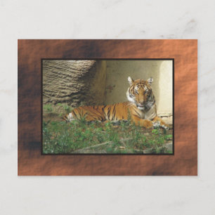 Cartão Postal zoo, tigre