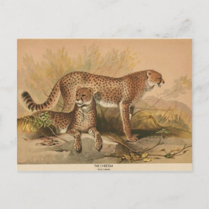 Cartão postal Zoológico Cheetah Vintage