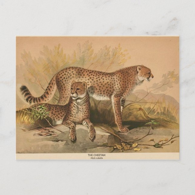 Cartão postal Zoológico Cheetah Vintage (Frente)