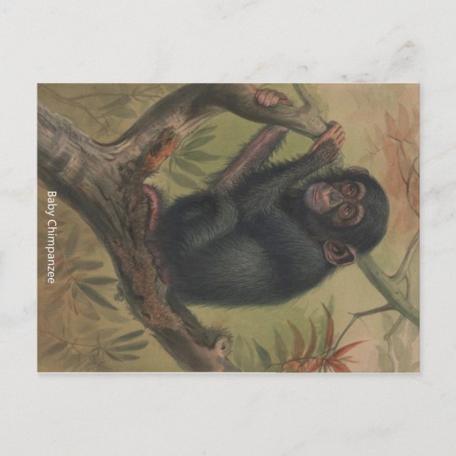 Cartão postal Zoológico do Baby Chimpanzee Vintage (Frente)
