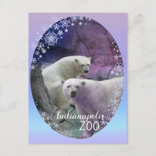 Cartão Postal Zoológico Polar Bear Indy
