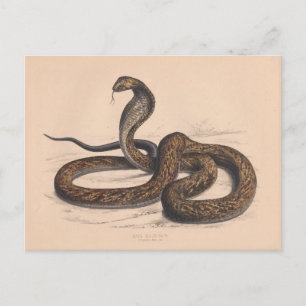 Cartão postal Zoológico Vintage Cobra