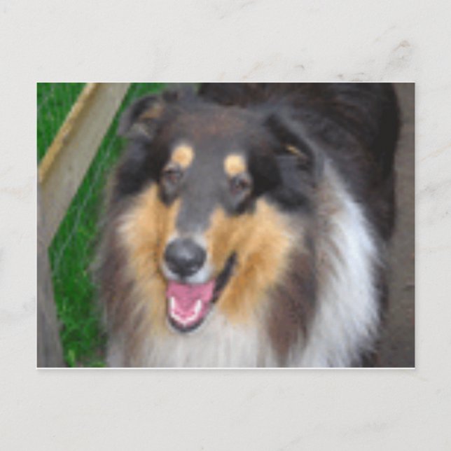 Cartão Postal zorro (Frente)