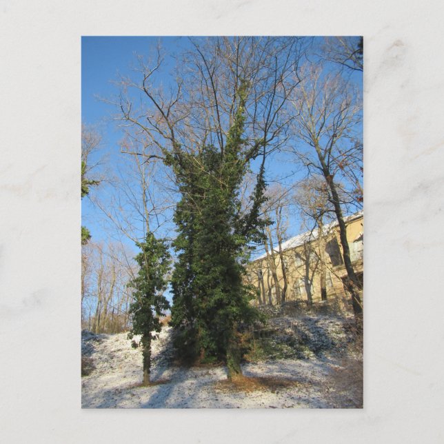 Cartão Postal Zugewachsener Baum (Frente)