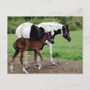 Cartão Postal Zura3